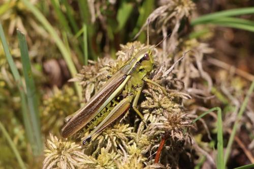 Stethophyma grossum
